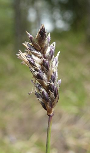 Sesleria albicans